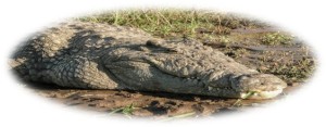 http://en.wikipedia.org/wiki/Nile_crocodile